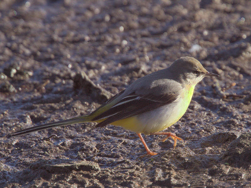 Grey Wagtail, Hogganfield Loch, Glasgow
