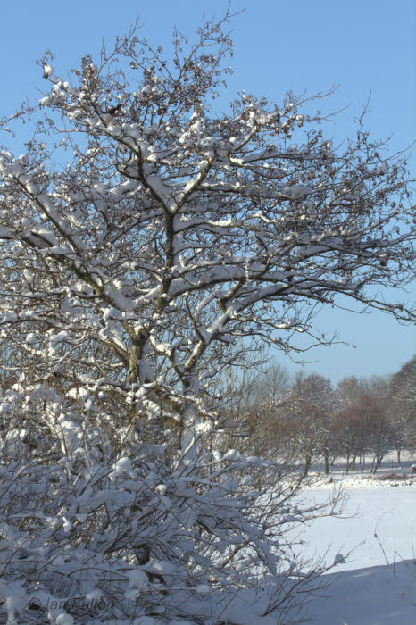 Hogganfield Loch winter scene, Glasgow