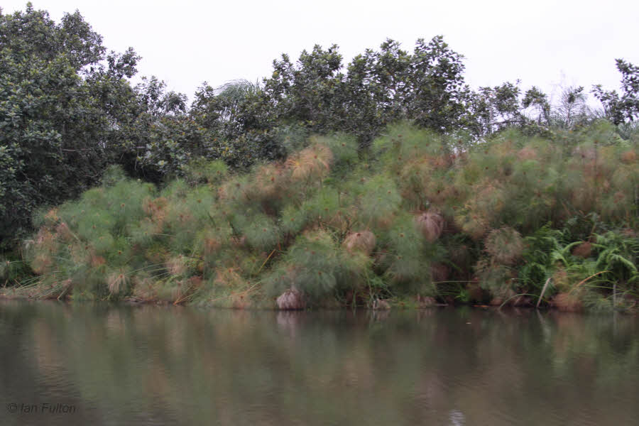 Papyrus reeds - Akaka, Loango NP, Gabon