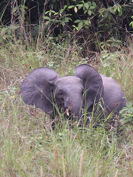 Forest Elephant, Lope NP, Gabon