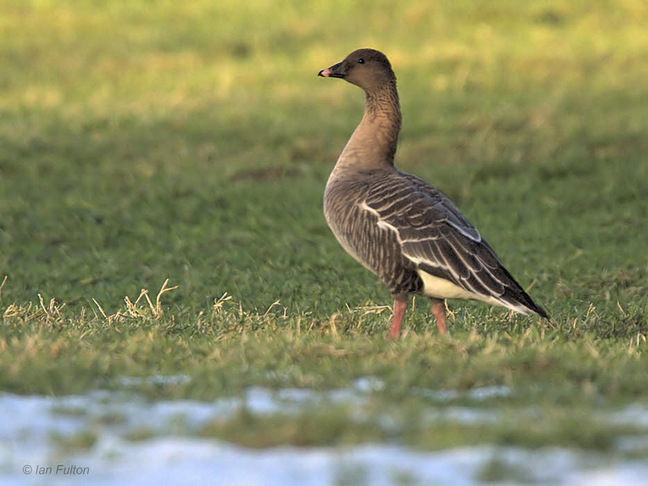 Pink-footed Goose, Loch Lomond NNR, Clyde