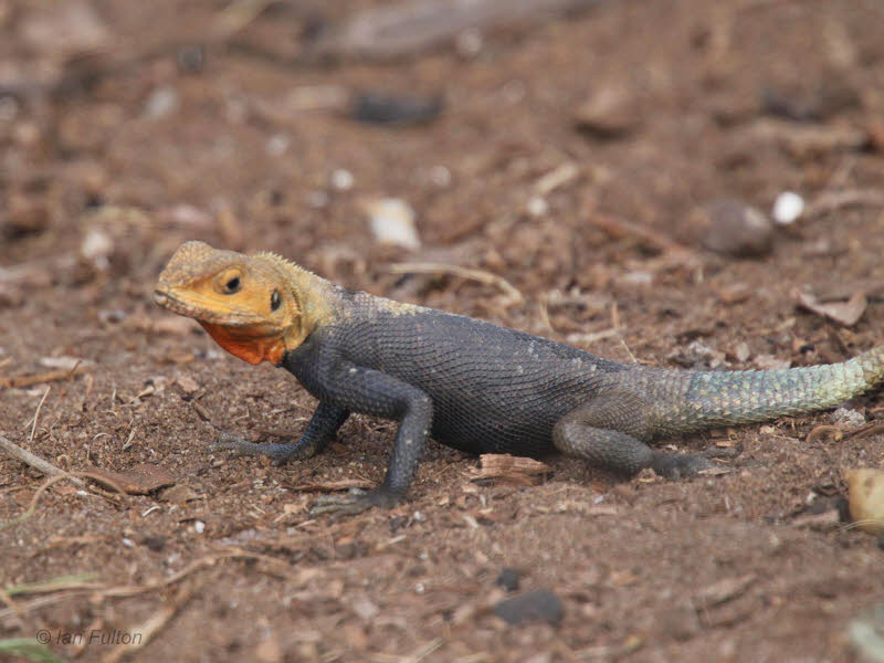 Rock Agama (male), Loango NP, Gabon
