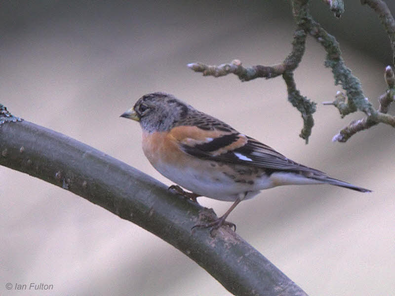 Brambling, Carron Valley Reservoir, Clyde