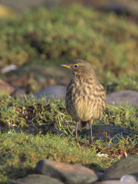 Rock Pipit, Ardmore Point, Clyde