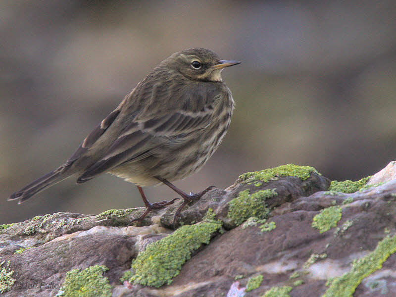 Rock Pipit, Ardmore Point, Clyde