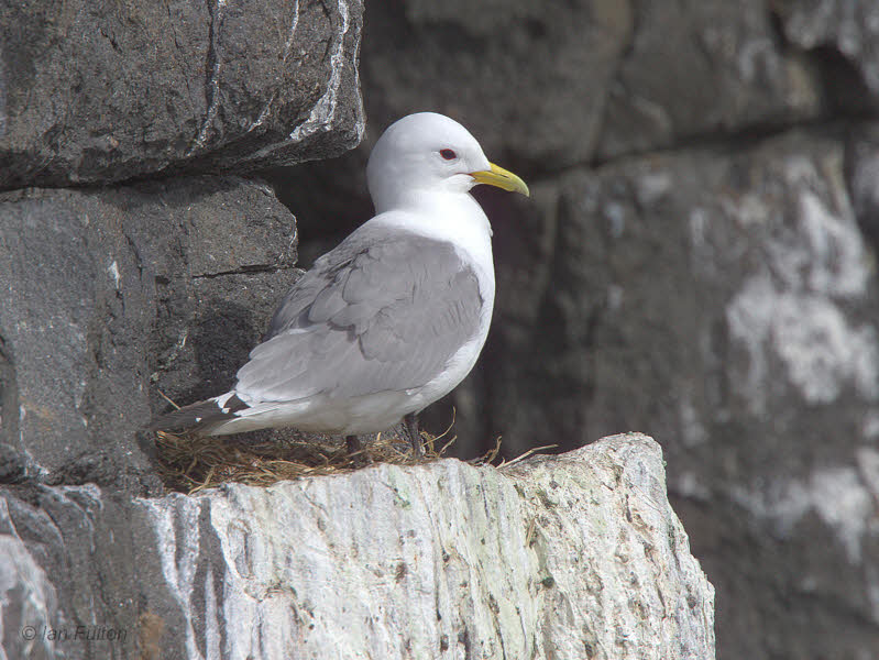 Kittiwake, Isle of May, Fife