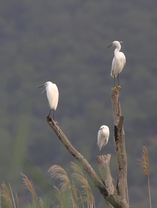 Little Egret, Dalyan, Turkey