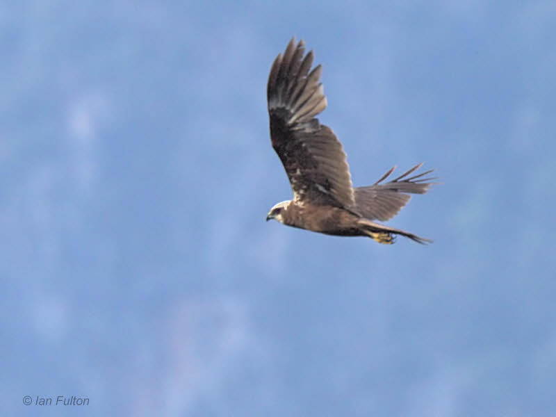 Marsh Harrier, Dalyan, Turkey