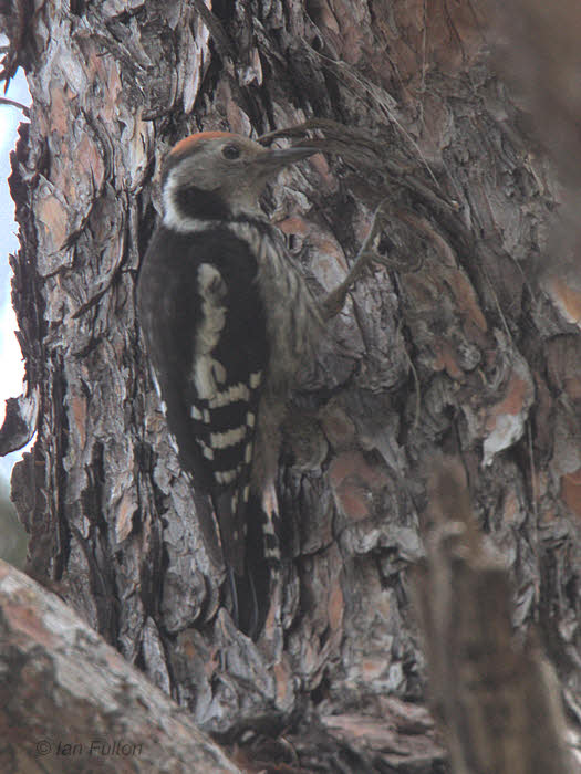 Middle Spotted Woodpecker, Iztuzu-Dalyan, Turkey