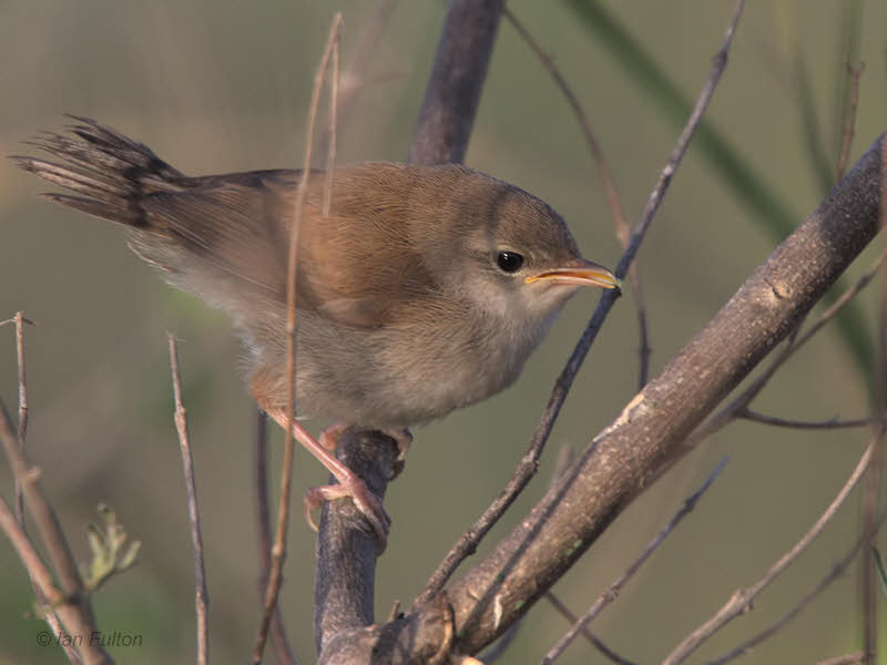 Reed Warbler (juvenile), Dalyan, Turkey