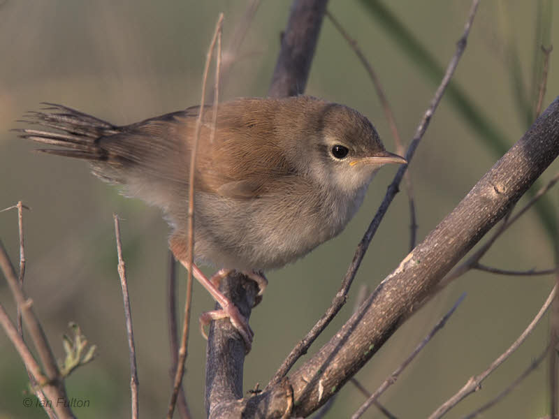 Reed Warbler (juvenile), Dalyan, Turkey