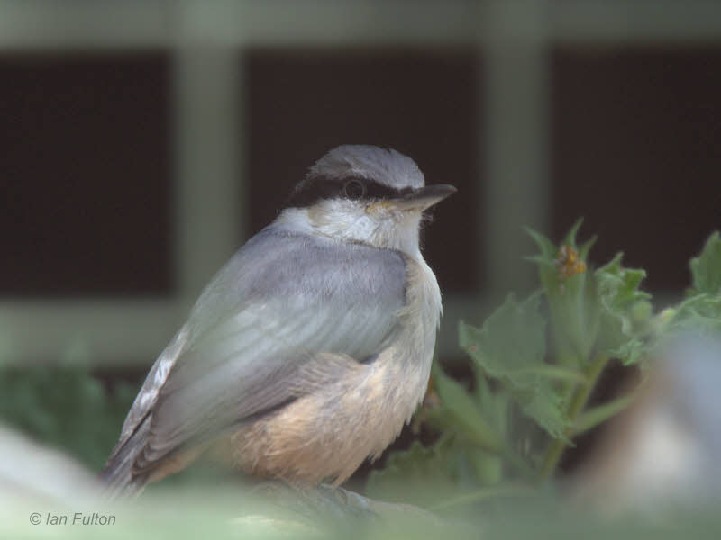 Rock Nuthatch (juvenile), Caunos-Dalyan, Turkey