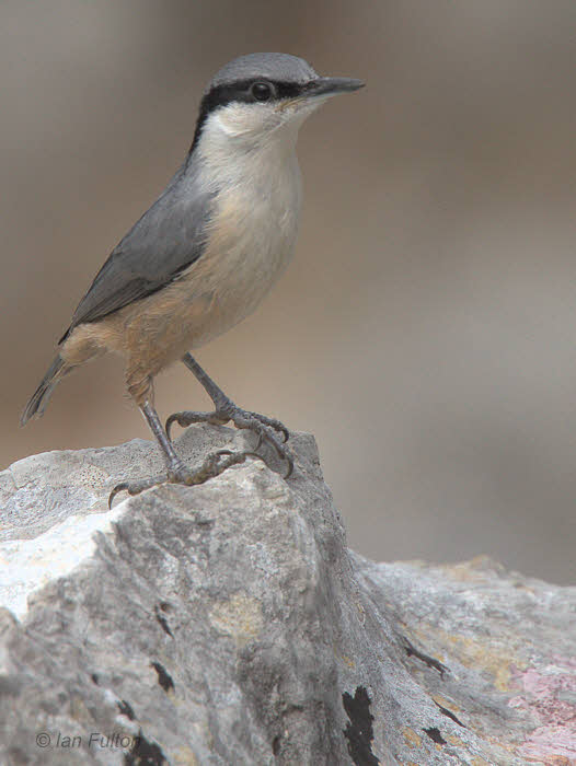 Rock Nuthatch, Iztuzu-Dalyan, Turkey