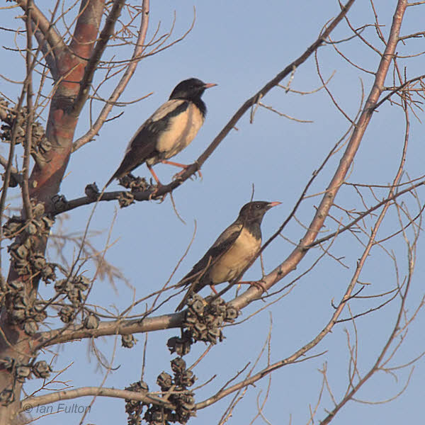 Rose-coloured Starling, Dalyan, Turkey