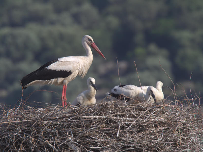 White Stork, Dalyan, Turkey