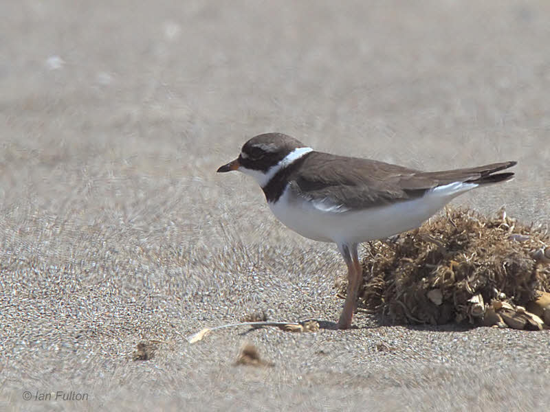 Ringed Plover, Iztuzu Beach-Dalyan, Turkey