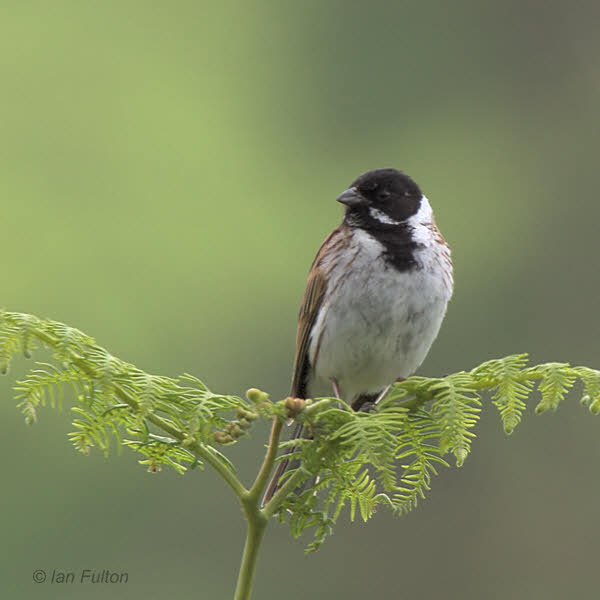 Reed Bunting, Overtoun Glen-Dumbarton, Clyde