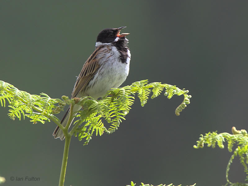 Reed Bunting, Overtoun Glen-Dumbarton, Clyde