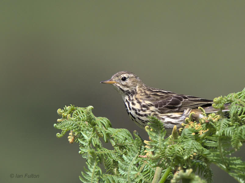Meadow Pipit, Overtoun Glen-Dumbarton, Clyde
