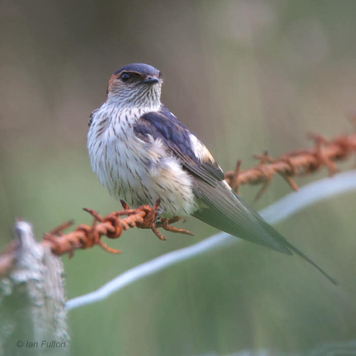 Asian Red-rumped Swallow, Talisker Bay, Isle of Skye