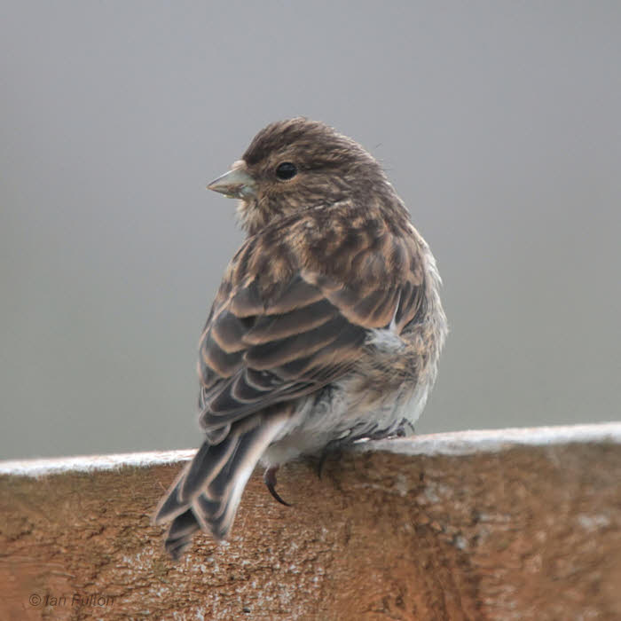 Twite, Portree, Isle of Skye