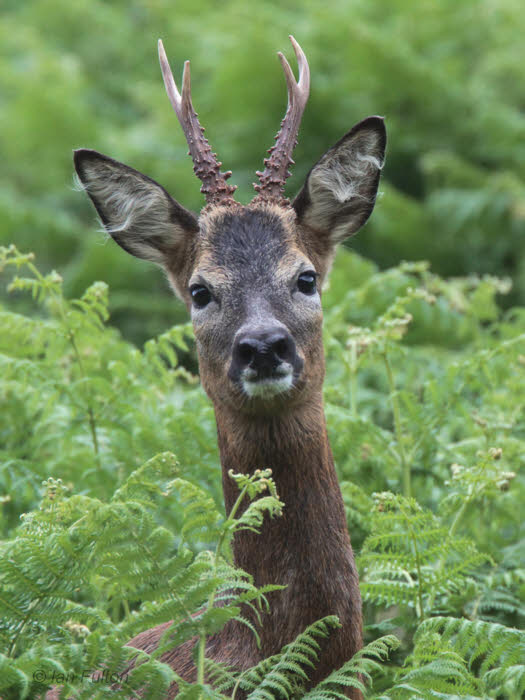 Roe Deer, Talisker House, Isle of Skye