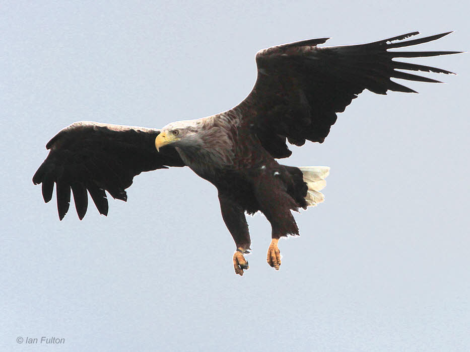 White-tailed Eagle, Portree, Isle of Skye