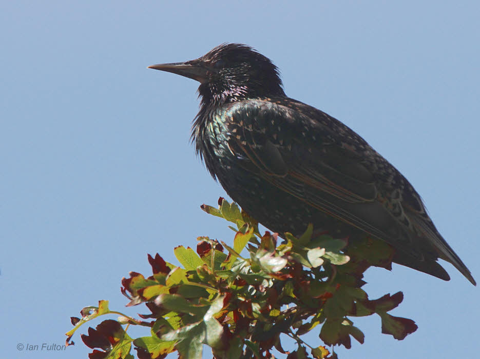 Starling, Dumbarton, Clyde