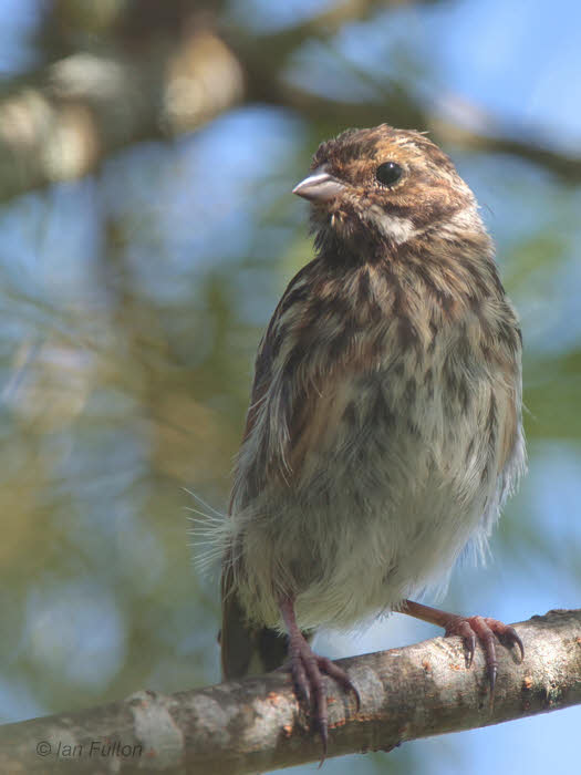 Reed Bunting, Aber Bog-Loch Lomond NNR, Clyde