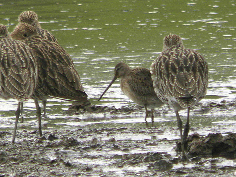 Long-billed Dowitcher, Barons Haugh RSPB, Clyde