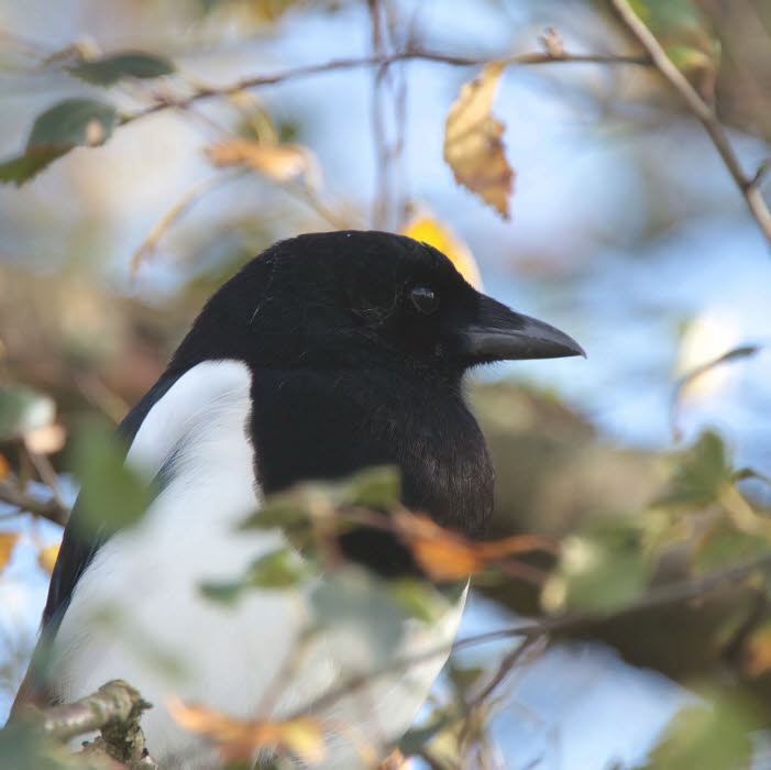 Magpie, Hogganfield Loch, Glasgow