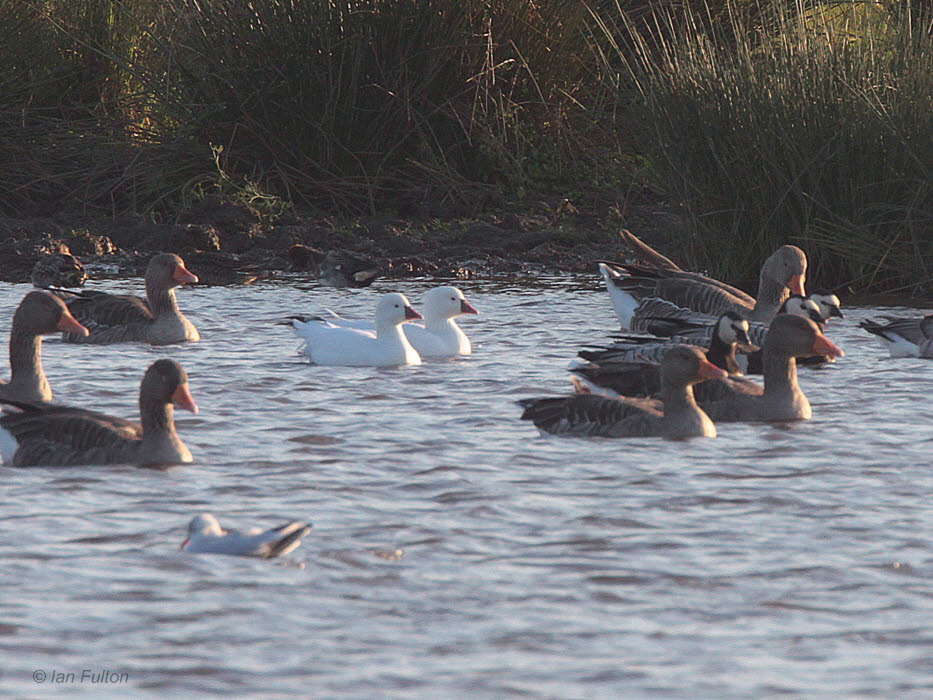 Rosss Goose, Monks House Pond, Northumberland