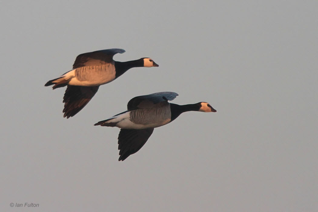 Barnacle Goose, Monks House Pond, Northumberland