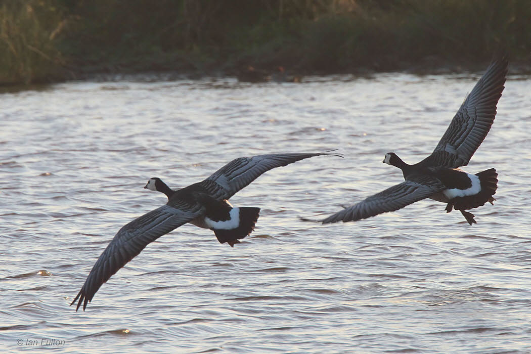 Barnacle Goose, Monks House Pond, Northumberland