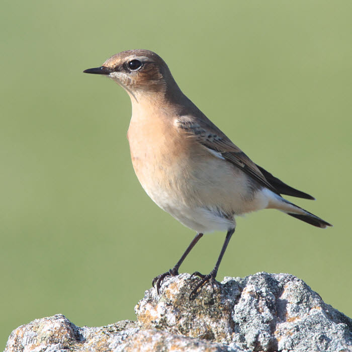 Northern Wheatear, Holy Island, Northumberland