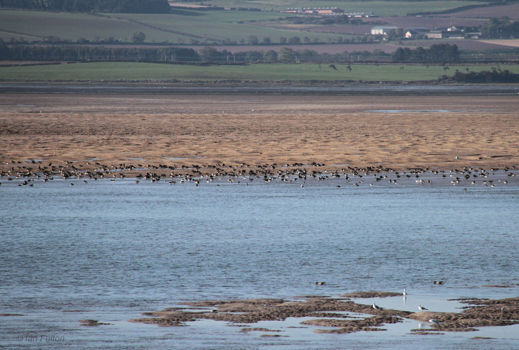 Pale-bellied Brent Geese, Holy Isle