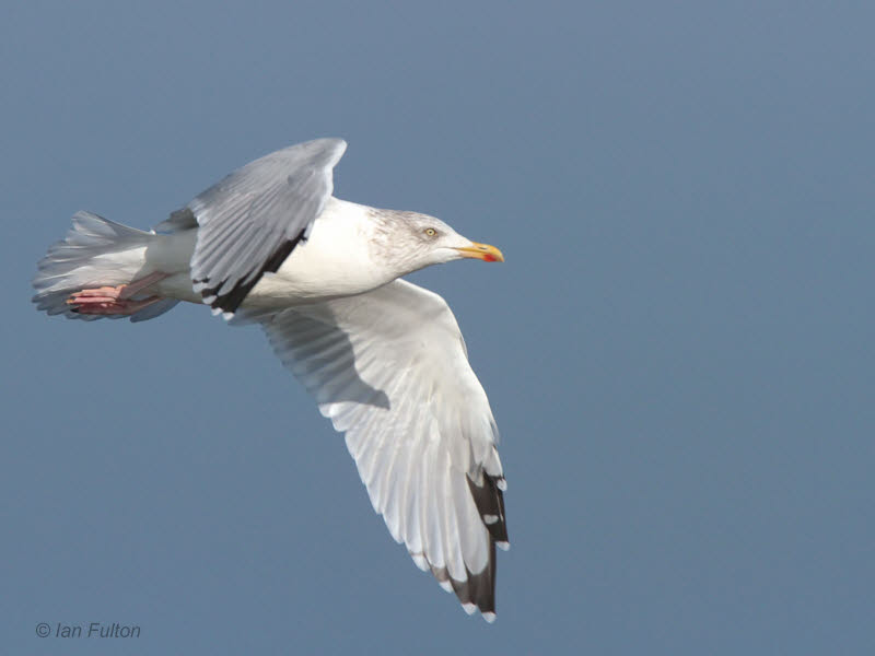 Herring Gull, Holy Isle