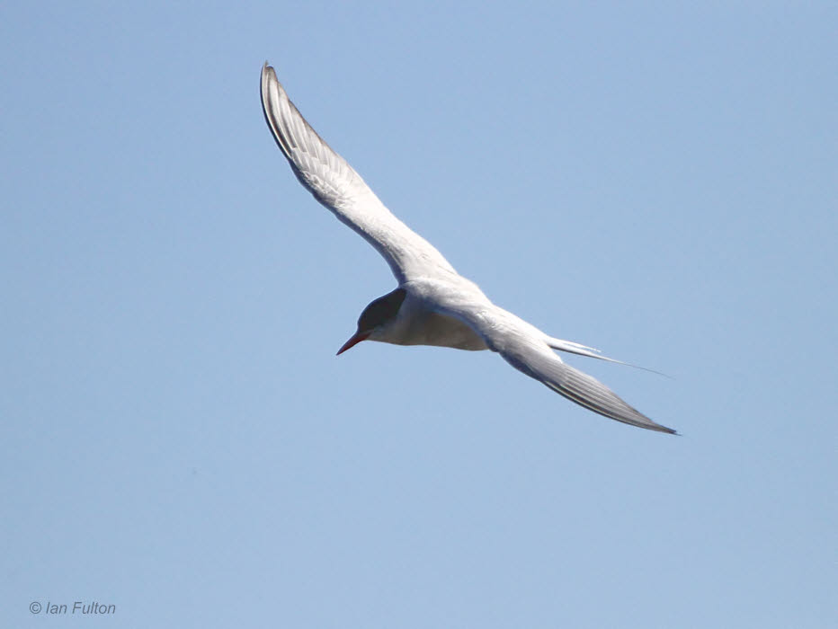 Arctic Tern, Ryat Linn, Clyde