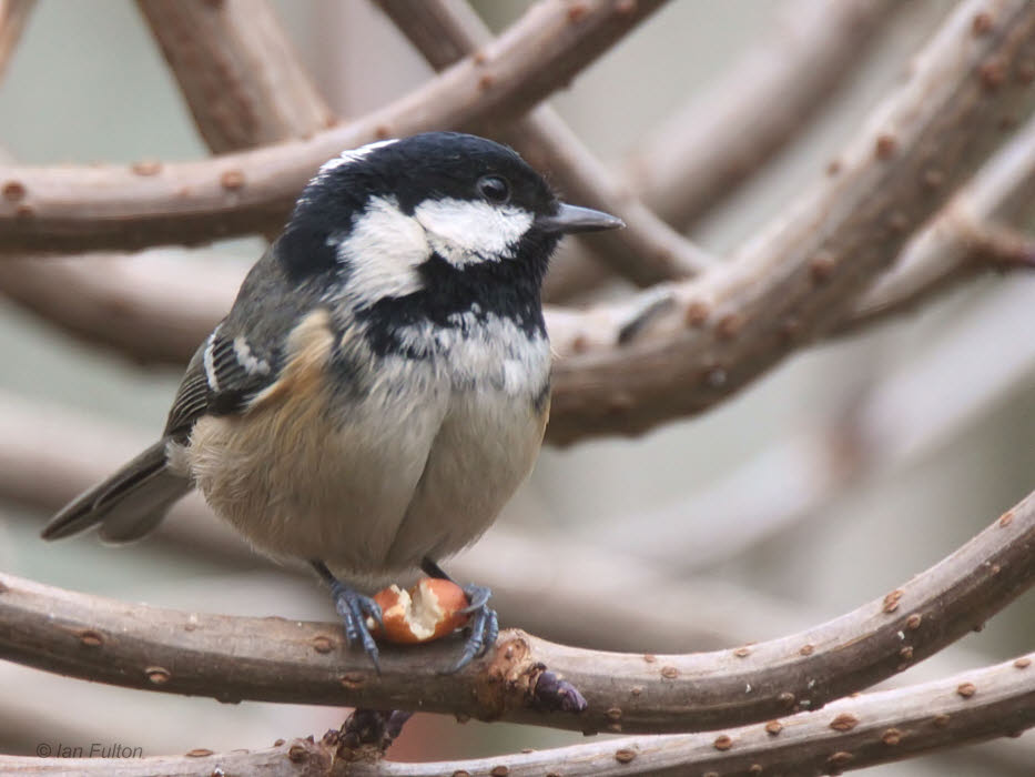 Coal Tit, Baillieston, Glasgow