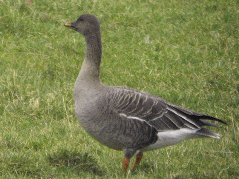 Tundra Bean Goose, Kilmacolm, Clyde