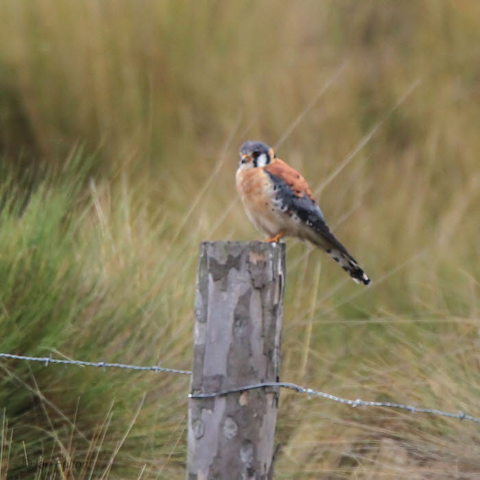 American Kestrel, Antisana reserve, Ecuador