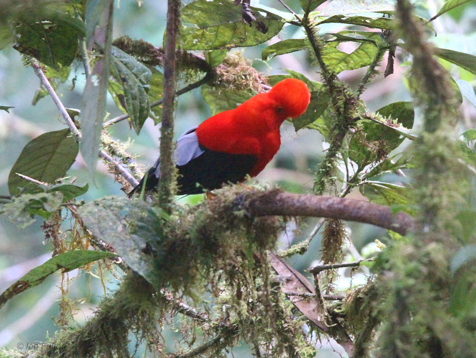 Andean Cock-of-the-rock, Paz de las Aves, Ecuador