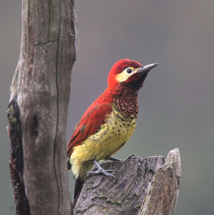 Crimson-mantled Woodpecker, Antisana reserve, Ecuador