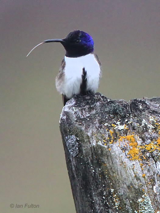 Ecuadorian Hillstar, Antisana reserve, Ecuador