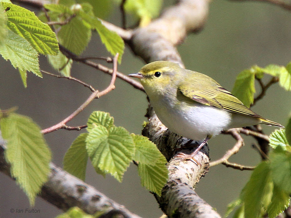 Wood Warbler, Pass of Leny, Upper Forth