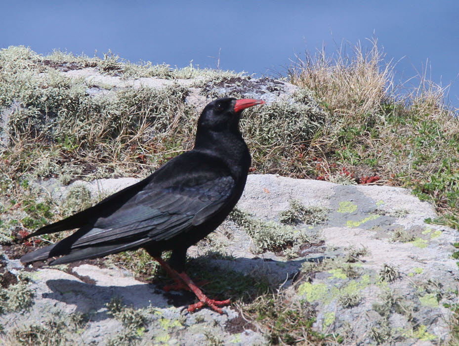 Chough, Islay, Argyll
