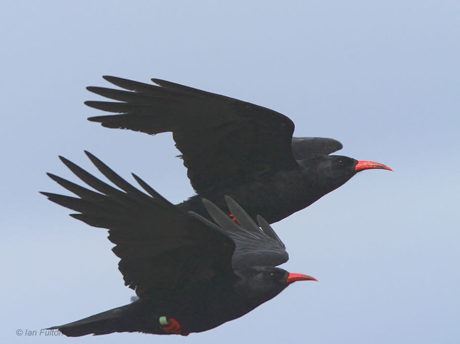 Chough, Islay, Argyll