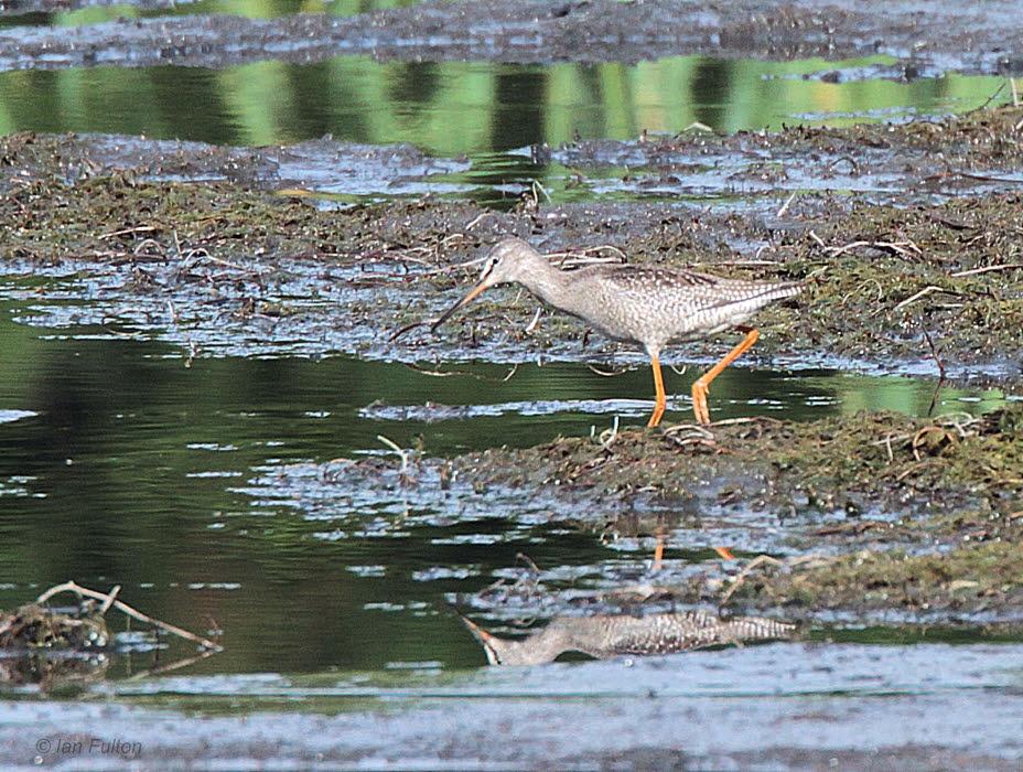 Spotted Redshank, Barons Haugh RSPB, Clyde