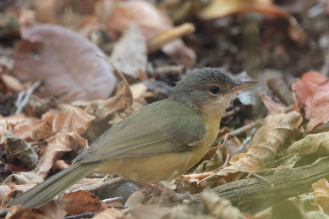 Apperts Tetraka, Zombitse-Vohibasia NP, Madagascar