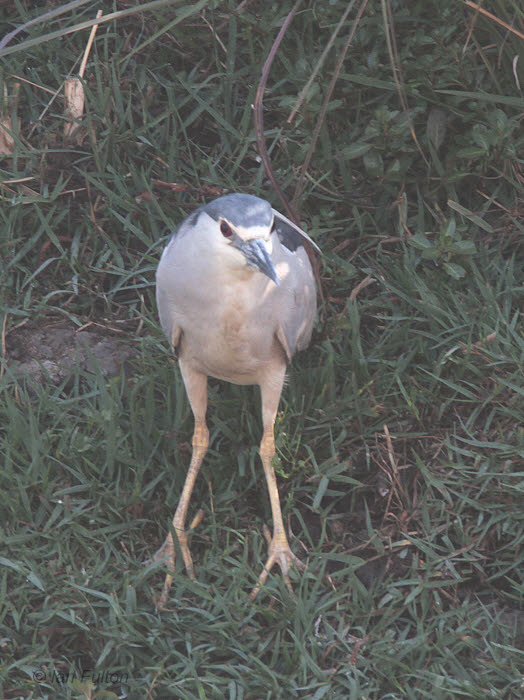 Black-crowned Night Heron, Lake Alarobia-Antananarivo, Madagascar